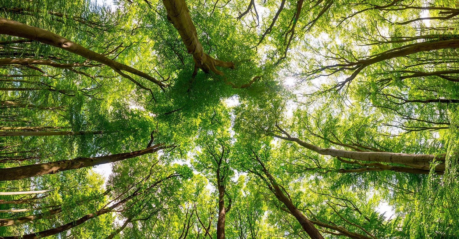 Vue en contre-plongée sur la canopée d'arbres feuillus.